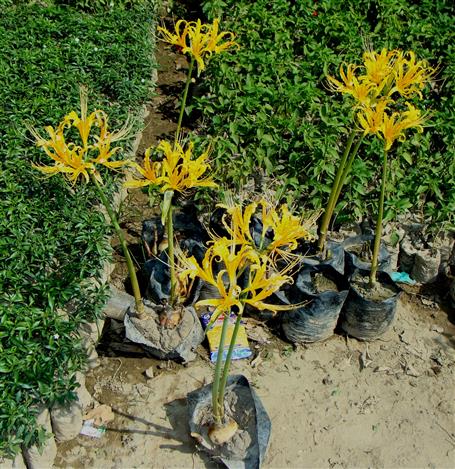 Lycoris aurea